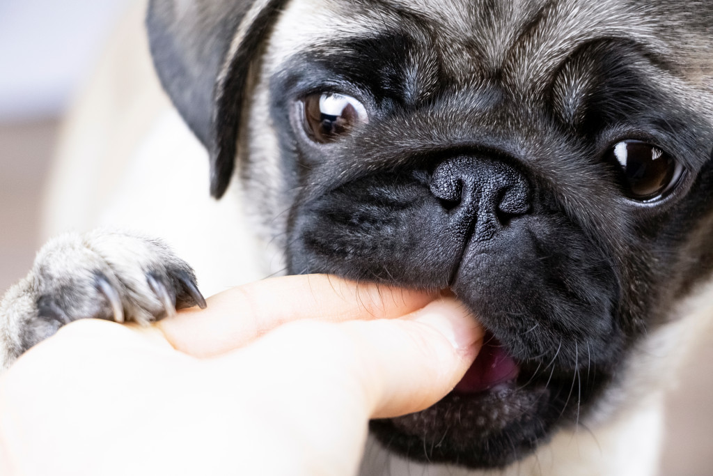 A pug biting a play biting a finger