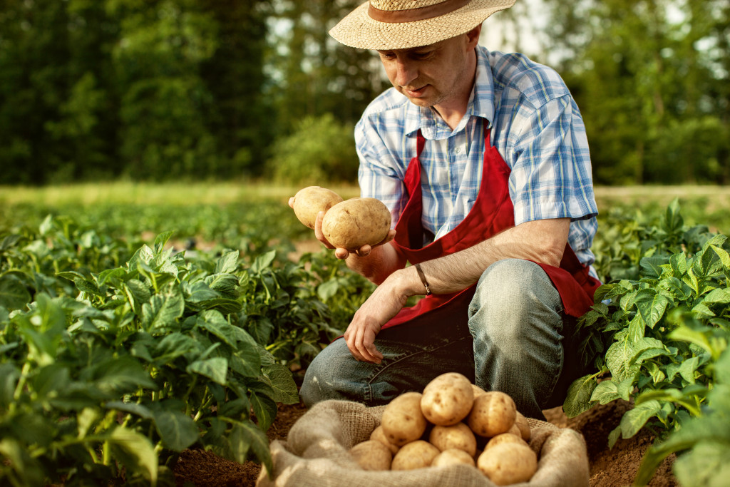 A farmer collecting potatoes from his far,