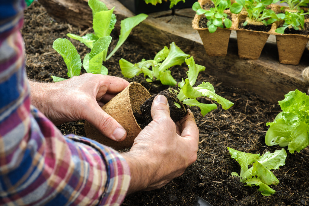 A farmer planting young seedlings