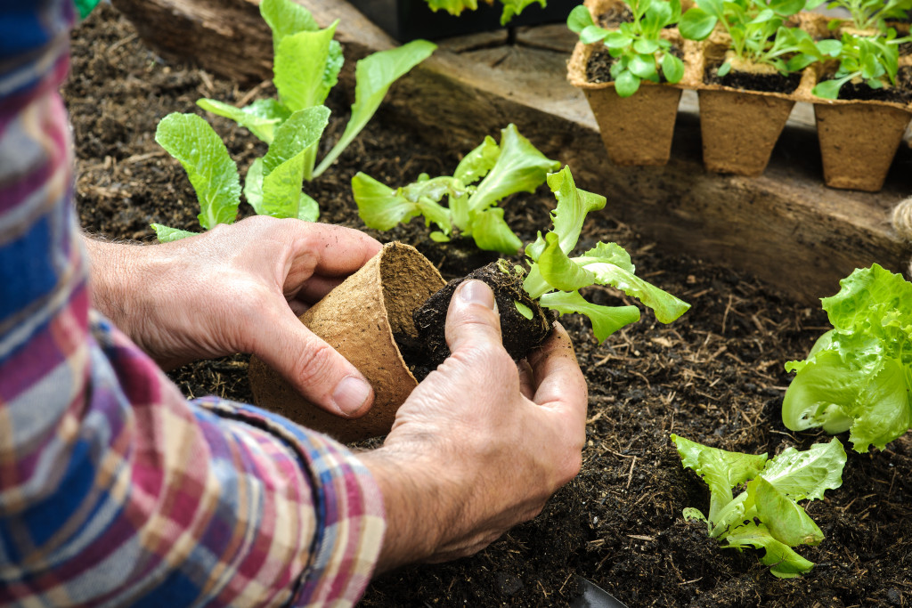 A farmer planting young lettuce seedlings in a vegetable garden