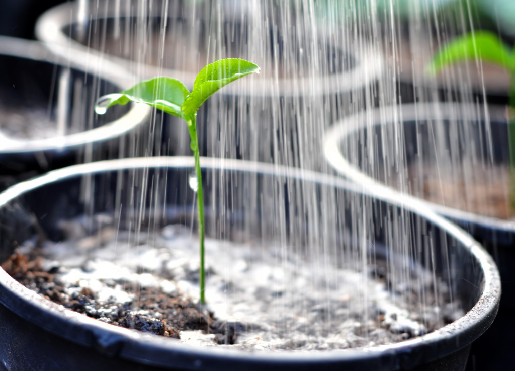 A young plant in a pot getting watered