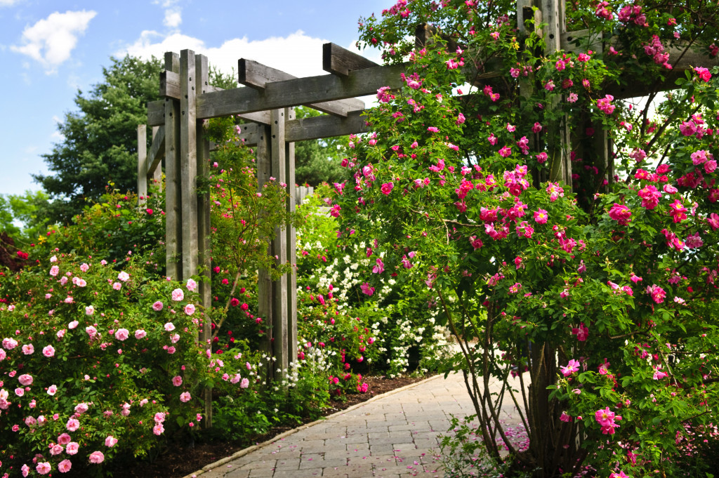 a rose growing and blooming in a trellis 