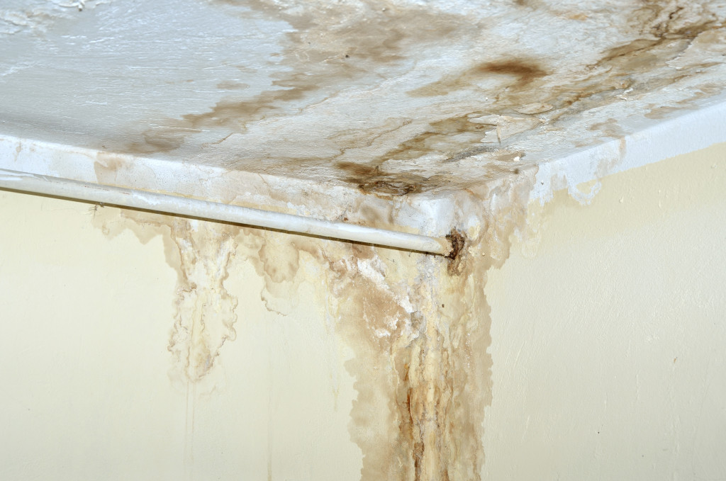 Mold problem at home