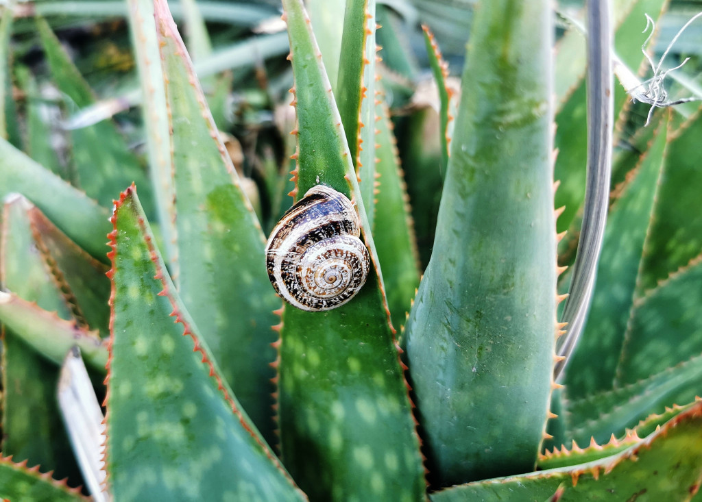 a snail on an aloe vera plant