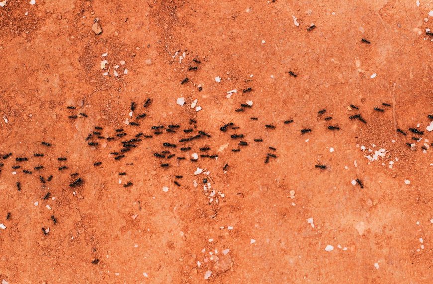 Black Ants Lining Up