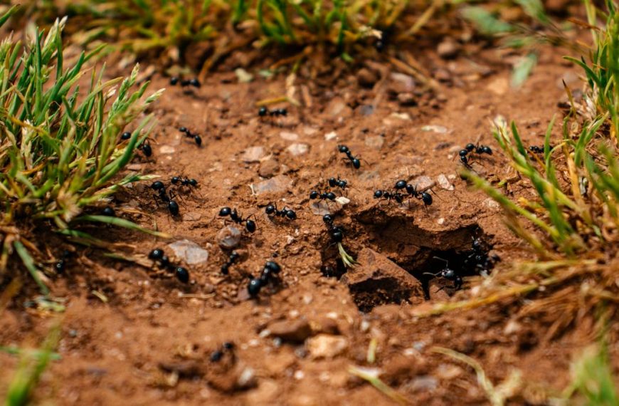 Colony of Ants
