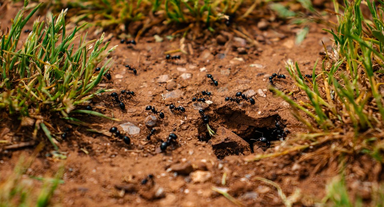 A Comprehensive Guide How to Get Rid of Ants in Your Yard View From